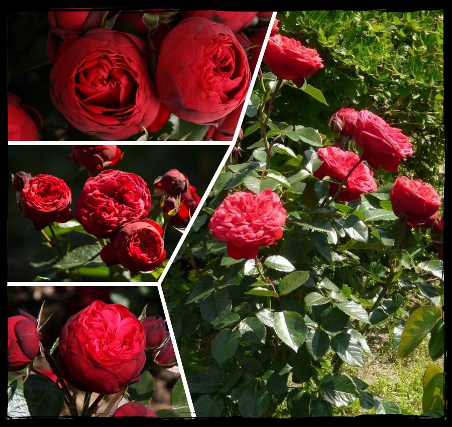 Piano róże wielkokwiatowe